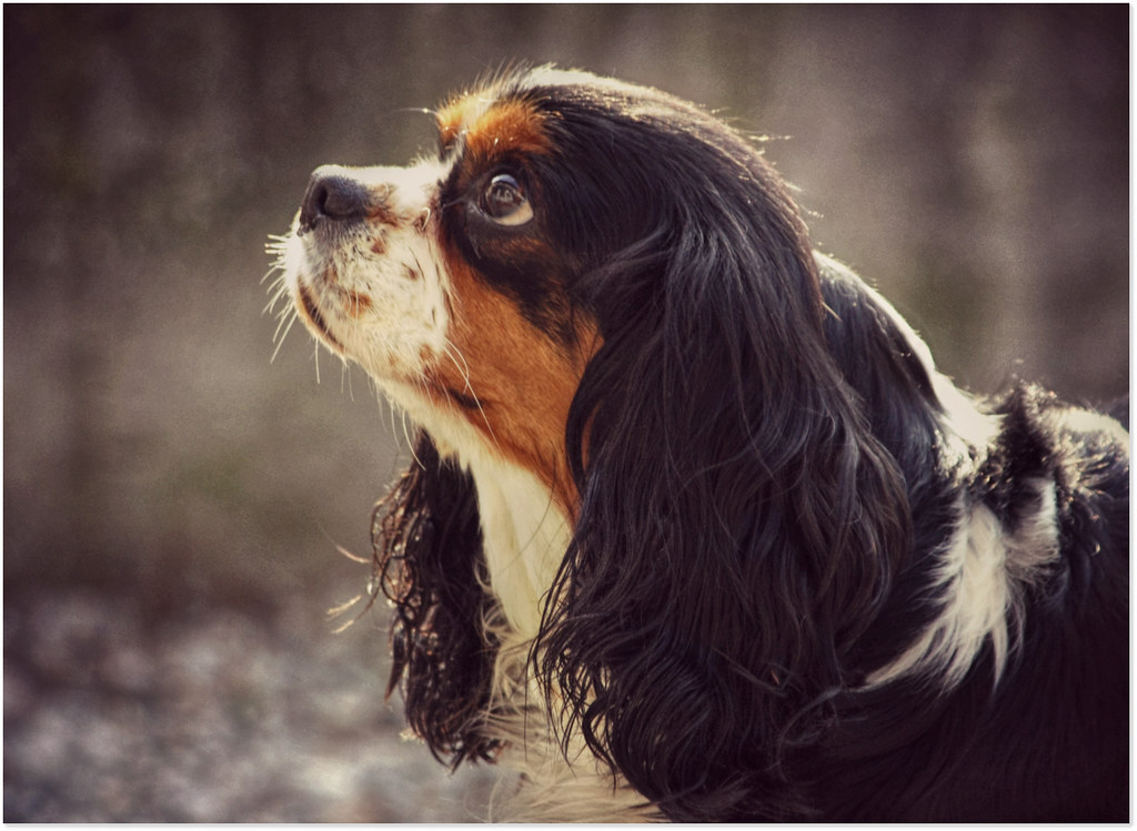 My Youtube banner [Do not use] by CielPhantomhivex1 on DeviantArt