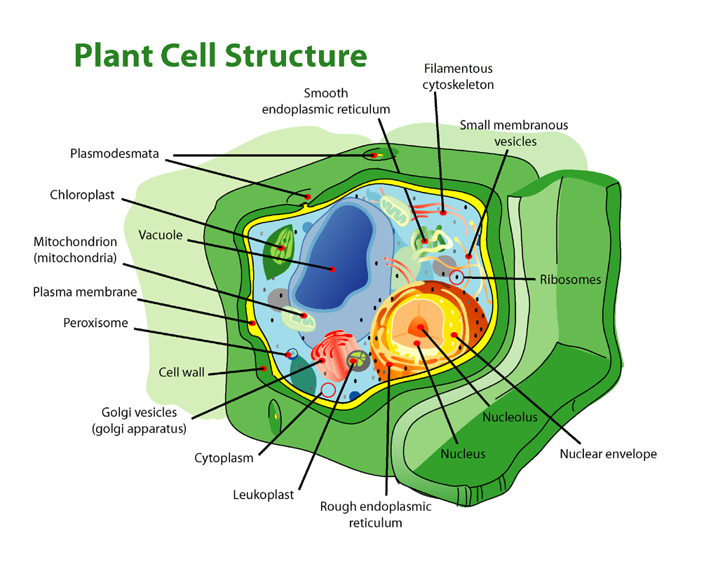 Plant Cell Structure | Biology I Plant Cell Structure | Biology I